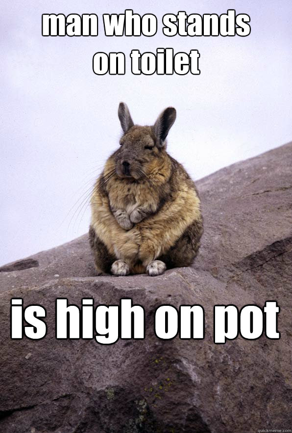 man who stands
on toilet is high on pot  Wise Wondering Viscacha