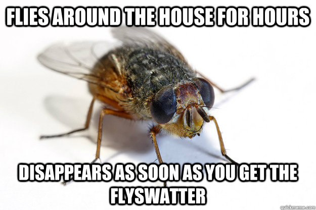 Flies around the house for hours Disappears as soon as you get the flyswatter  