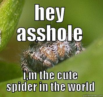 HEY ASSHOLE I,M THE CUTE SPIDER IN THE WORLD Misunderstood Spider