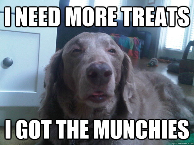 I need more treats I got the munchies  10 Dog