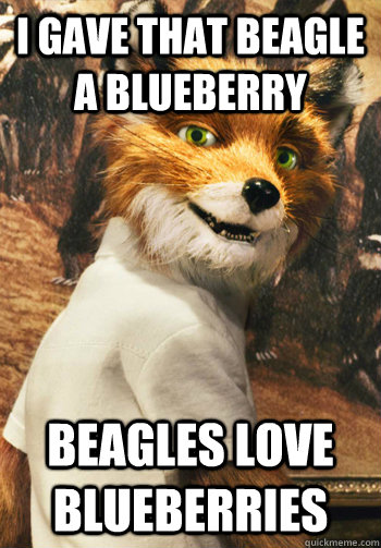 i gave that beagle a blueberry beagles love blueberries  