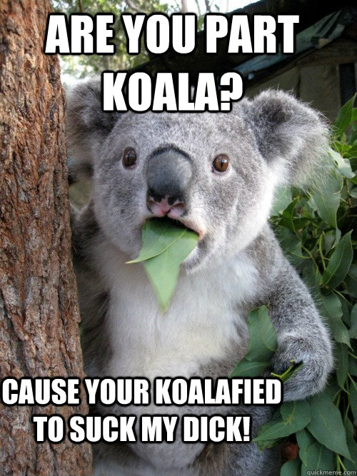 Are you part koala? cause your koalafied to suck my dick! - Are you part koala? cause your koalafied to suck my dick!  koala bear