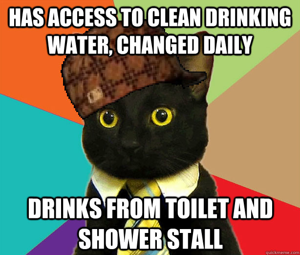 Has access to clean drinking water, changed daily drinks from toilet and shower stall - Has access to clean drinking water, changed daily drinks from toilet and shower stall  Scumbag Cat