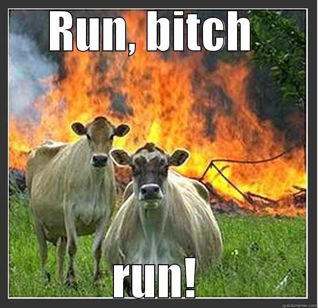 Escaping cows - RUN, BITCH  RUN! Evil cows