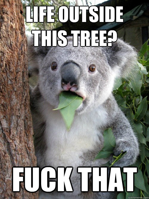 life outside 
this tree? fuck that - life outside 
this tree? fuck that  koala bear