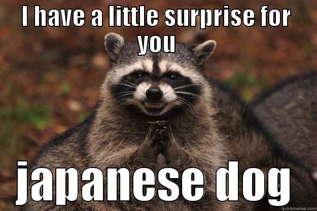 I HAVE A LITTLE SURPRISE FOR YOU JAPANESE DOG Evil Plotting Raccoon