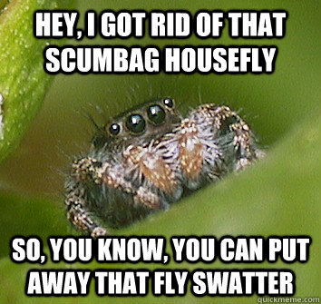 Hey, I got rid of that Scumbag housefly So, you know, you can put away that fly swatter - Hey, I got rid of that Scumbag housefly So, you know, you can put away that fly swatter  Misunderstood Spider