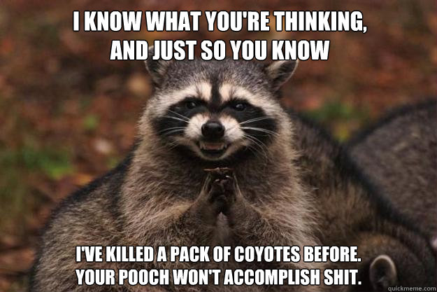 I know what you're thinking,
and just so you know 
i've killed a pack of coyotes before.
your pooch won't accomplish shit. - I know what you're thinking,
and just so you know 
i've killed a pack of coyotes before.
your pooch won't accomplish shit.  Evil Plotting Raccoon