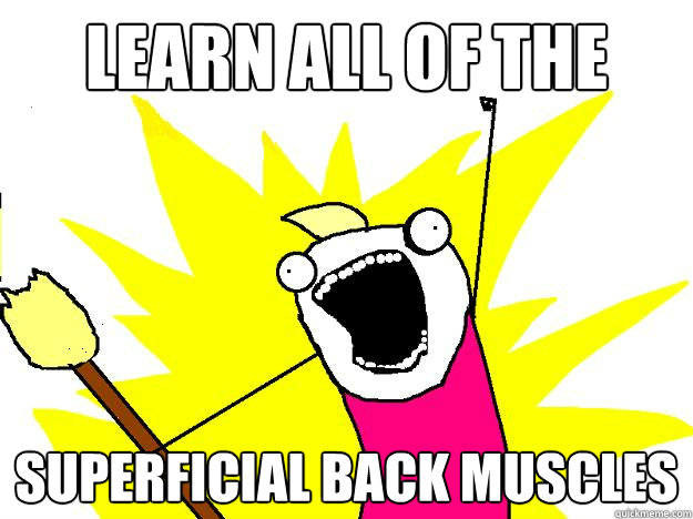 learn all of the superficial back muscles  Hyperbole And a Half