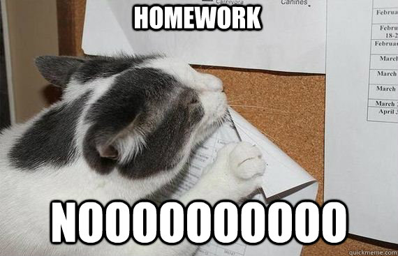 Homework Noooooooooo  kitty homework