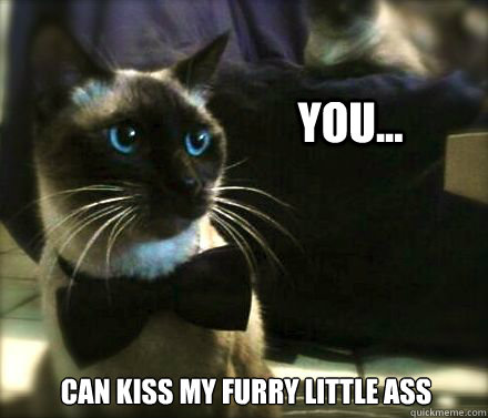 You... can kiss my furry little ass - You... can kiss my furry little ass  Dubious Cat