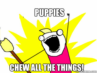 Puppies chew all the things! - Puppies chew all the things!  All The Things