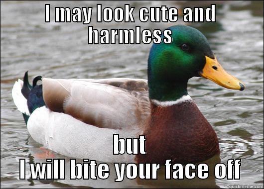 I MAY LOOK CUTE AND HARMLESS BUT I WILL BITE YOUR FACE OFF Actual Advice Mallard