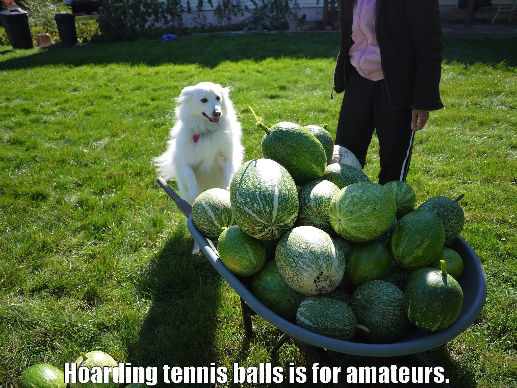 Dog has wheelbarrow of melons -  HOARDING TENNIS BALLS IS FOR AMATEURS. Misc