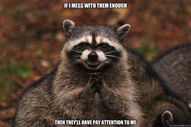 if I mess with them enough  Then they'll have pay attention to me   Evil Plotting Raccoon