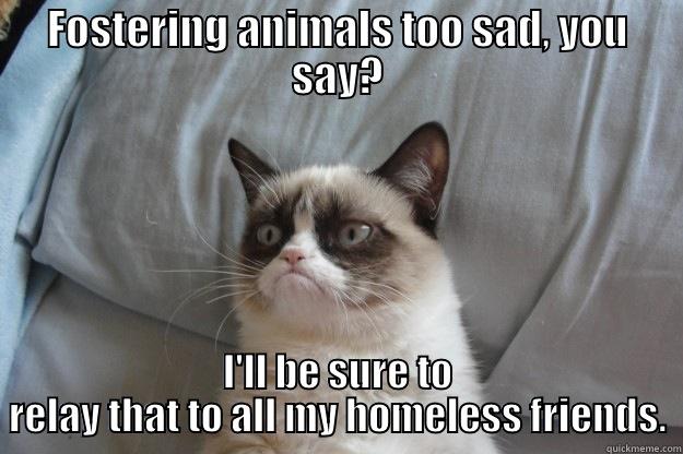 FOSTERING ANIMALS TOO SAD, YOU SAY? I'LL BE SURE TO RELAY THAT TO ALL MY HOMELESS FRIENDS. Grumpy Cat