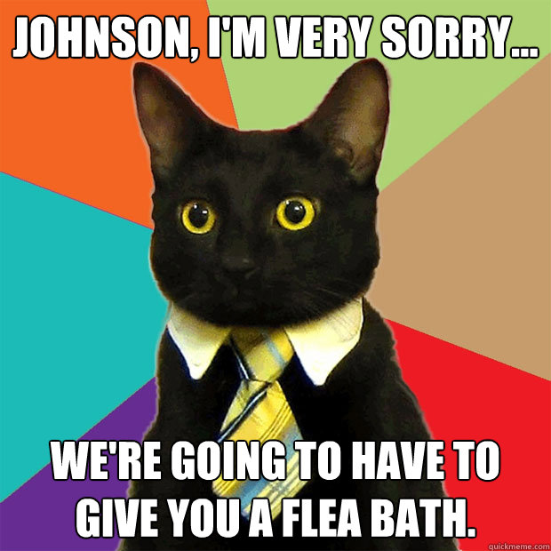 Johnson, I'm very sorry... We're going to have to give you a flea bath.  Business Cat