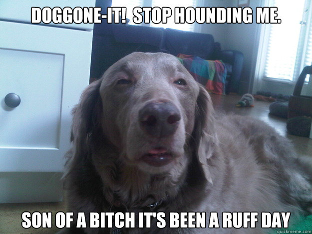 doggone-it!  Stop hounding me. son of a bitch It's been a ruff day  10 Dog