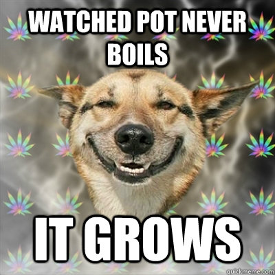 watched pot never boils it grows   Stoner Dog