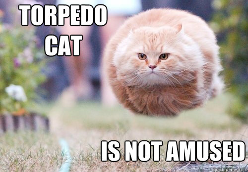 Torpedo Cat Is not amused - Torpedo Cat Is not amused  Torpedo Cat