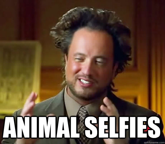  Animal Selfies  Ancient Aliens