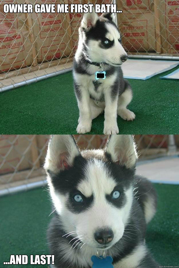 Owner gave me first bath... ...and last! - Owner gave me first bath... ...and last!  Insanity puppy