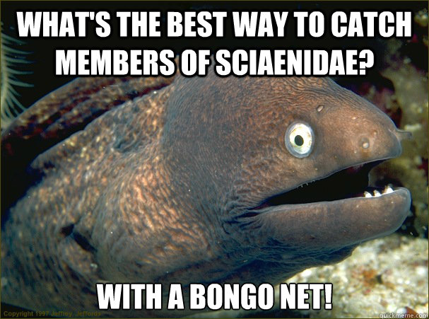 What's the best way to catch members of Sciaenidae? With a bongo net!  Bad Joke Eel