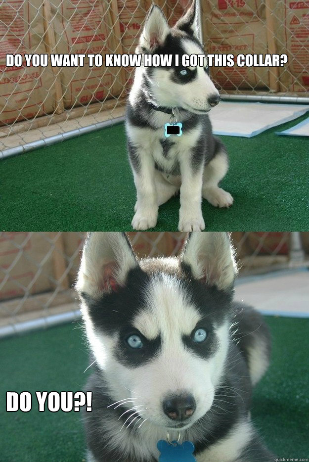 Do you want to know how I got this collar? Do you?!  Insanity puppy