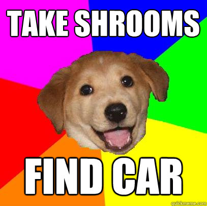 Take Shrooms Find Car  Advice Dog