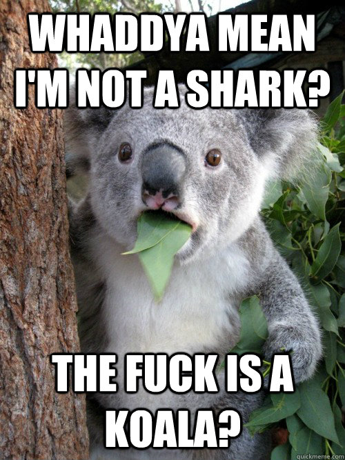 Whaddya mean I'm not a shark? the fuck is a koala? - Whaddya mean I'm not a shark? the fuck is a koala?  koala bear