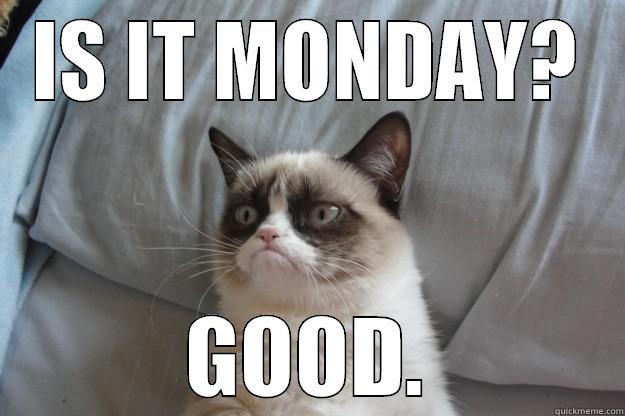 monday YAAAAAY - IS IT MONDAY? GOOD. Grumpy Cat