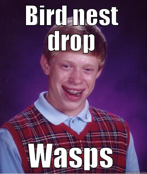 BIRD NEST DROP WASPS Bad Luck Brian