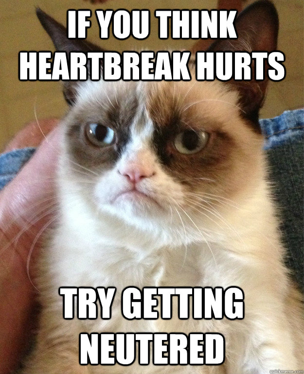 if you think heartbreak hurts try getting neutered  Grumpy Cat