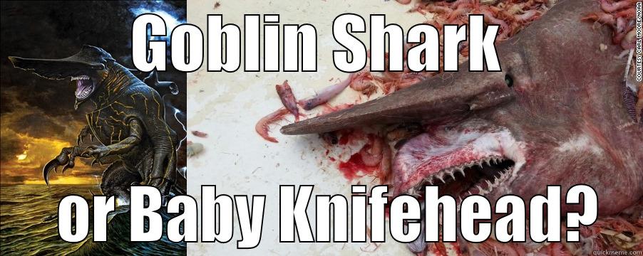 GOBLIN SHARK   OR BABY KNIFEHEAD? Misc