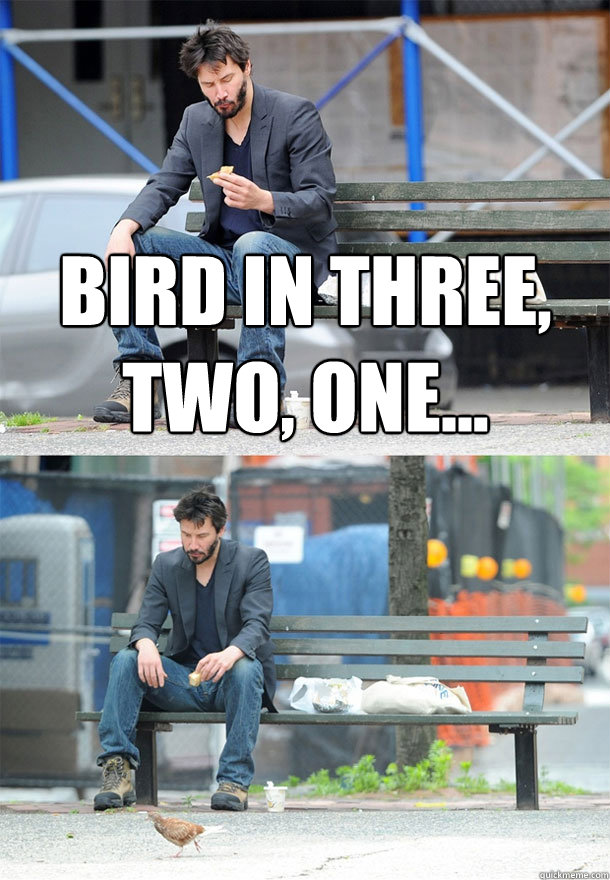 Bird in three, two, one...   Sad Keanu