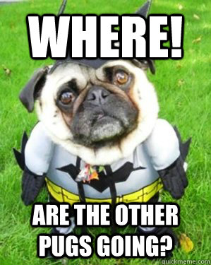 WHERE! are the other  pugs going?  