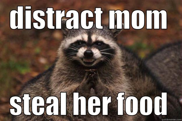 DISTRACT MOM STEAL HER FOOD Evil Plotting Raccoon