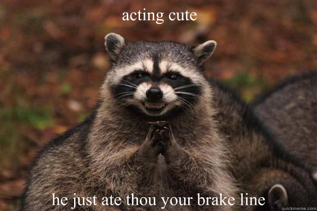 acting cute he just ate thou your brake line   Evil Plotting Raccoon