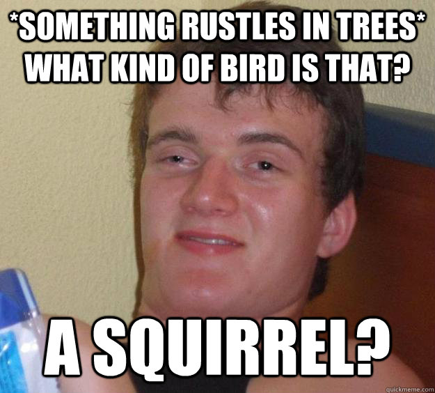 *something rustles in trees* What kind of bird is that? A squirrel?  10 Guy