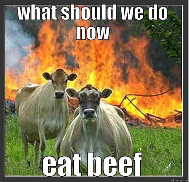 WHAT SHOULD WE DO NOW EAT BEEF Evil cows