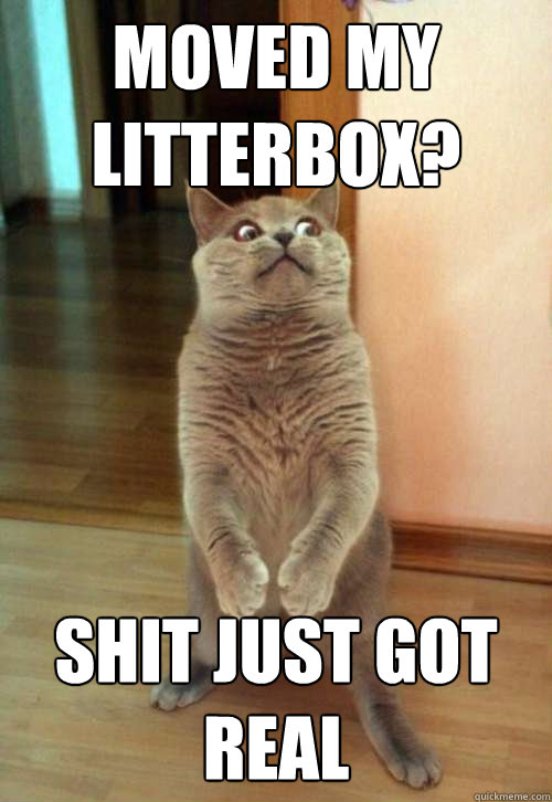 moved my litterbox?
 shit just got real - moved my litterbox?
 shit just got real  Horrorcat