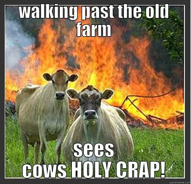 WALKING PAST THE OLD FARM SEES COWS HOLY CRAP! Evil cows