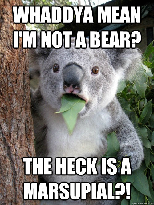 Whaddya mean I'm not a bear? the heck is a marsupial?!  koala bear