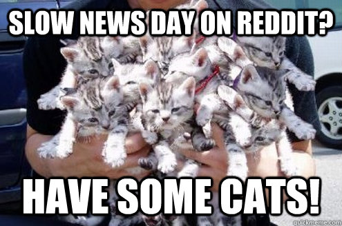 Slow news day on reddit? have some cats! - Slow news day on reddit? have some cats!  Slow day on Reddit