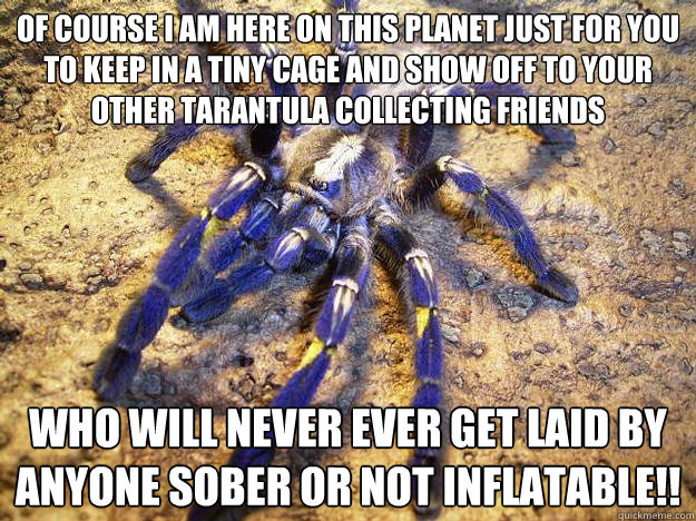 Of Course i am here on this planet just for you to keep in a tiny cage and show off to your other tarantula collecting friends Who will never ever get laid by anyone sober or not inflatable!!  Tarantula