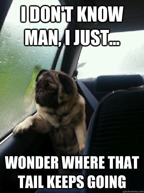 I don't know man, I just... wonder where that tail keeps going  Introspective Pug