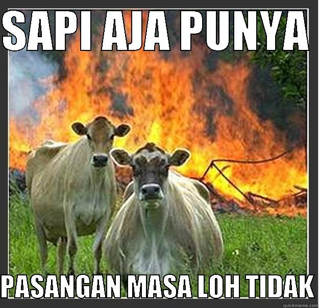 SAPI AJA PUNYA   PASANGAN MASA LOH TIDAK Evil cows