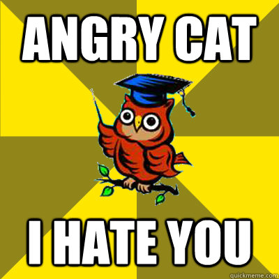 Angry cat i hate you  Observational Owl