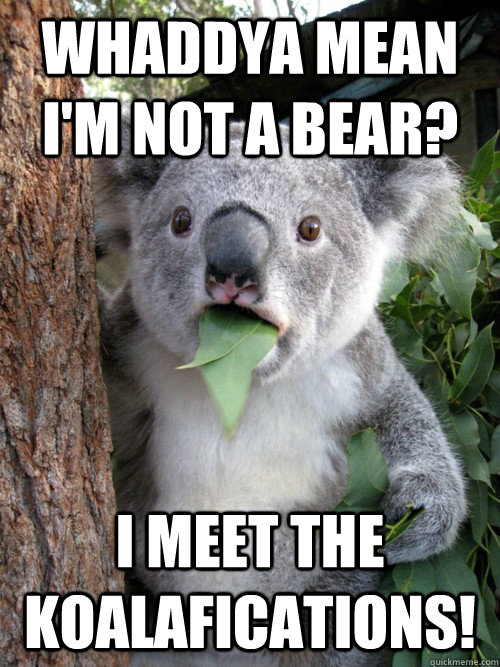 Whaddya mean I'm not a bear? I meet the koalafications! - Whaddya mean I'm not a bear? I meet the koalafications!  koala bear