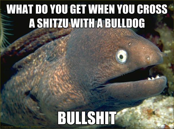 What do you get when you cross a shitzu with a bulldog Bullshit  Bad Joke Eel